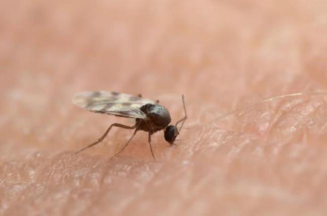 Knijt Insect Knijten | De Vlaamse Waterweg